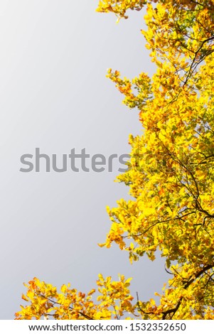 Golden autumn oak leaves on the right part of picture, sky background, copy space