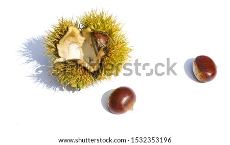 empty chestnut bur and chestnut isolated white background