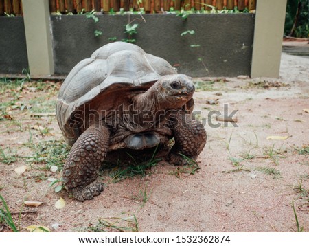 Giant Tortoise met on the road to La digue island, Seychelles