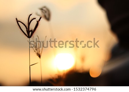 Flower grass in the evening of the day And the setting sun