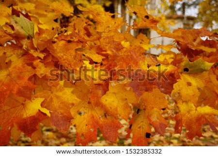 Colored maple leaves in the fall. well convey the mood of autumn Close up red leaves.