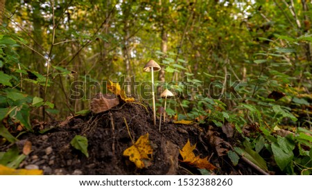 Root Mushroom in the forest