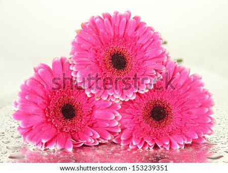 Beautiful pink gerbera flowers, isolated on white