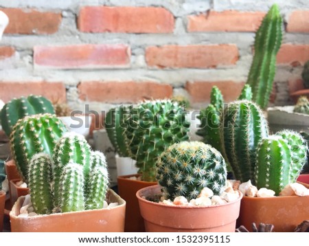 
Inside the coffee room Decorated with Many cactus species Placed against the red brick wall