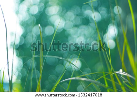 Bokeh of light at the garden and focus at some grass