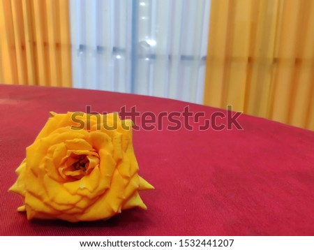 beautiful yellow rose with closeup 