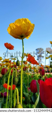 tall yellow poppy in field of colorful poppies