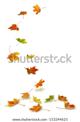 Maple autumn leaves falling to the ground, on white background. Royalty-Free Stock Photo #153244625