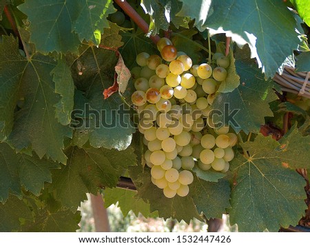 Ripening Vermentino vine, Sardinia, Italy Royalty-Free Stock Photo #1532447426