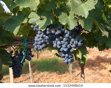Harvest of the Cannonau vine in Sardinia Royalty-Free Stock Photo #1532448614
