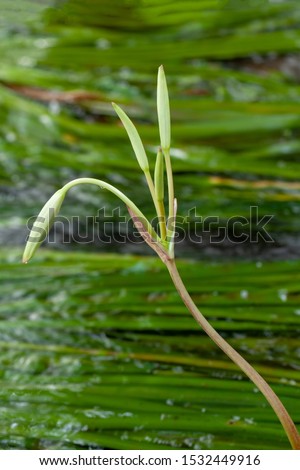 Rare Crinum thaianum or water lily, Onion Plant, Thai water onion or Water onion are buds at Khuraburi, Phang Nga, Thailand