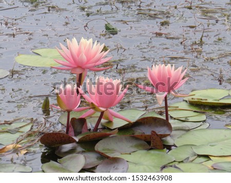 Water lilies in Golcuk near Bolu, Turkey. Golcuk is a small and well kept lake park and is very popular among the tourists. 