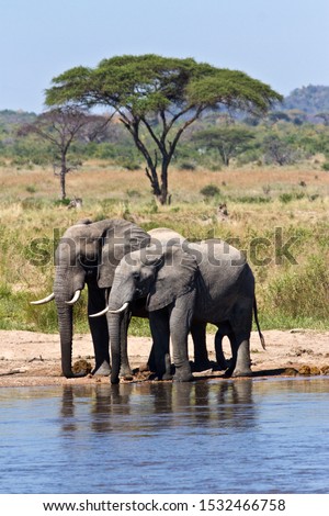 A pair of elephant bulls have a relaxing drink on the banks of the Great Ruaha River. Royalty-Free Stock Photo #1532466758