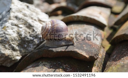 Snail with a sink crawling on an old roof. 