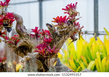 Close-up natural background of a variety of flowers (red,pink,orange, green)that are cultivated in nurseries, used to expand species or to decorate in gardens or restaurants for beauty