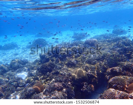 Coral reef and tropical fish underwater at Balicasag Island Cliff near Panglao, Bohol, Phillipines