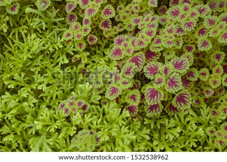 Natural background of colorful leaves of tropical areas