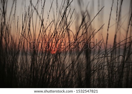 Dry grass in the foreground, behind the sunset at sea autumn landscape