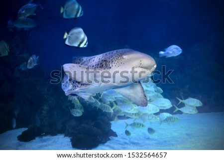 Leopard Shark Zebra Shark swimming in blue water of coral reef