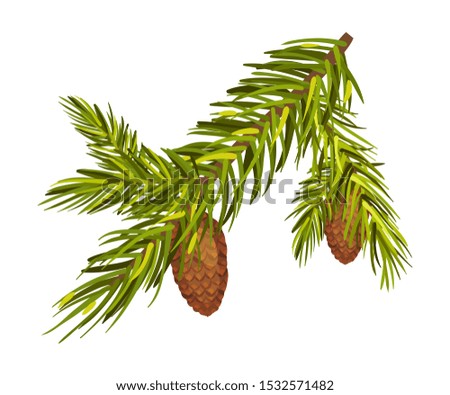 Green Spruce Twig With Two Cones Separately Vector Illustration Isolated On White Background