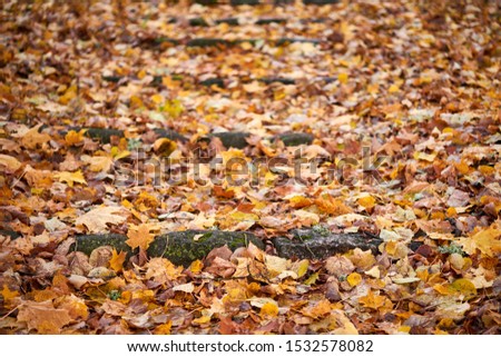 Autumn carpet from dry brown leaves. Autumn leaves backdrop. Beautiful autumn season in park.