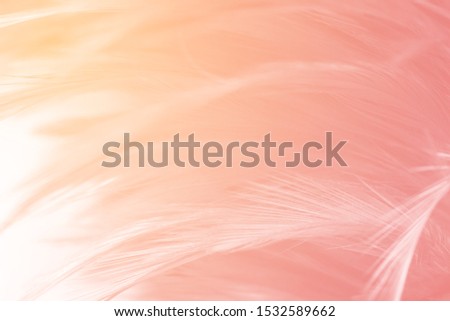 Beautiful soft pink color trends feather pattern texture background with orange light 