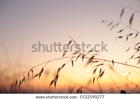 sunset on the sea autumn landscape grass sways in the wind, dawn and the ocean in the background