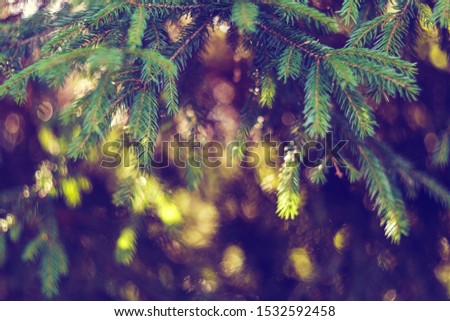 Festive Christmas background with sprigs of spruce and glare of light. Mysterious forest background.