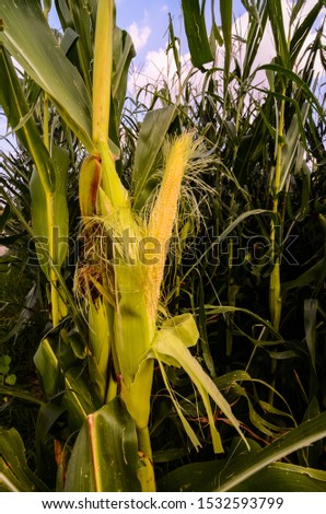 Growing Green Corn Field , Beautiful digital image