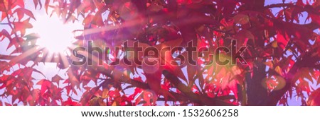 Bright red leaves in sunlight, vivid autumn background, banner. Colorful autumn background with red foliage and sunny light, banner.