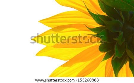 Part of the sunflower on a white background. Very bright picture with a positive concept.