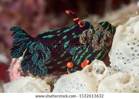 Nembrotha kubaryana nudibranch crawling on the coral. Underwater photography