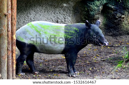 Tapir, the big, cute, and rare animal of the world, which similar to pig and elephant. 