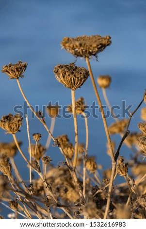 Withered and dry plants at french coast in Corsica near Bonifacio