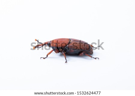 Red palm weevil insect destroy coconut tree on white background