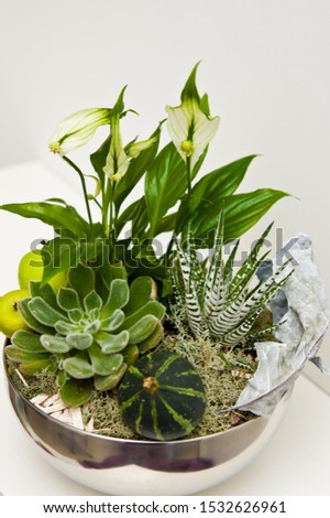 A unique handmade flowers and succulents decorative composition in metal bowl. Home decoration still life modern design abstract. White wall background.