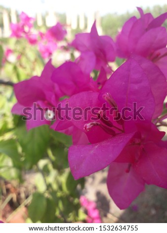 Vertical image of pink flower, october,photography 2019.