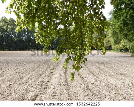 Leaves on the background of the field.