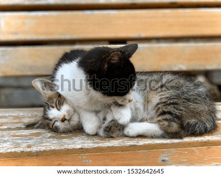 Two kittens are sleeping together. One of them is lying on the other one. Close up sisters cats. Black and white photography. Cute cats.