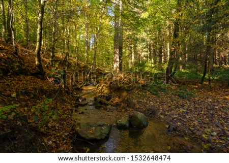 Water stream in the autumn forest, Orlicke hory, Czechia