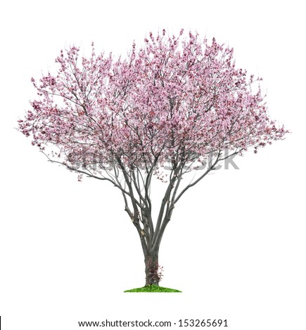 blossoming pink sacura tree isolated on white background  Royalty-Free Stock Photo #153265691