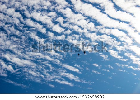 Blue sky with gorgeous white layered cumulus clouds and two flying birds. Daylight scenery. Beautiful nature background. Close up view. Horizontal orientation