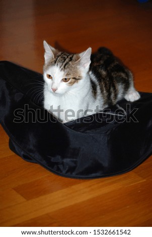 A nice young cat is lying on a black hat.