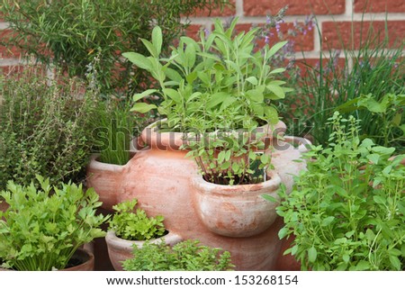 herbs in pots Royalty-Free Stock Photo #153268154