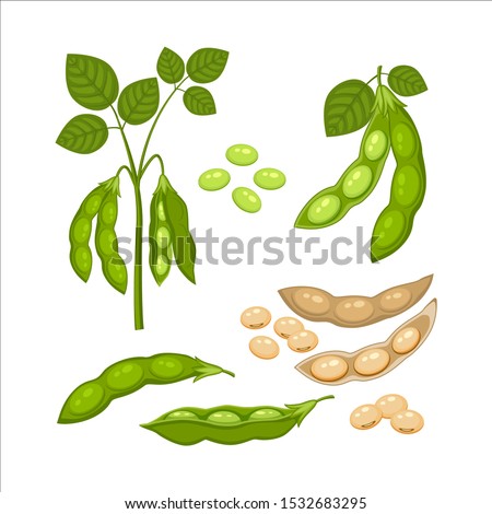 Set of Soy bean plant with ripe pods and  green leaves, whole and half green and dry brown  pods, soy seeds  isolated on white background. Bush of legume plant in a cartoon flat style. Royalty-Free Stock Photo #1532683295