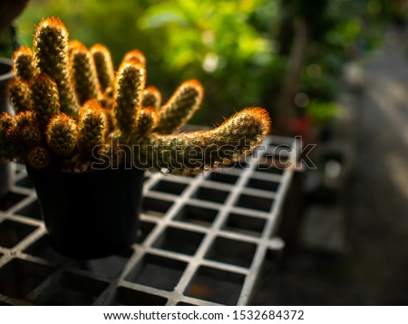 The Cactus Tree Placed on The Table in The Garden