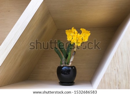 
Beautiful yellow Orchid in a vase on the background-wooden background


