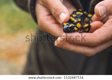 Fire salamander lizard in female hands