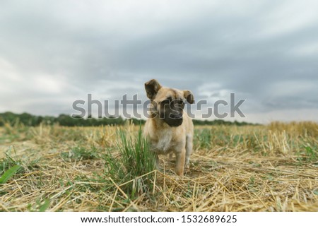Funny mongrel dog standing on a cold field. Photo of cute light puppy on field background and cloudy sky. Yard animal concept.
