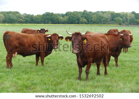 The Red cattle of the Harz mountains (Harzer Rotvieh) is a rare, unicoloured red cattle breed from the Harz mountains in Germany - near Garbsen Osterwald, Lower Saxony, Germany